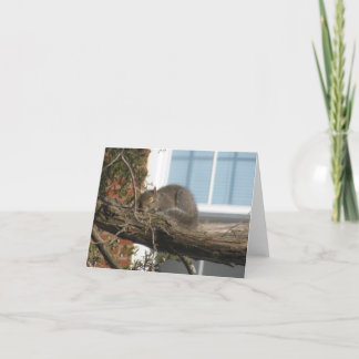 Schlafeneichhörnchen Karte