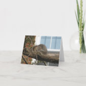 Schlafeneichhörnchen Karte (Vorderseite)