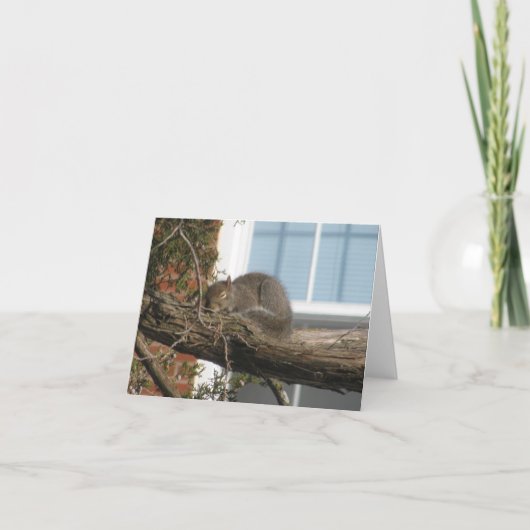Schlafeneichhörnchen Karte (Vorderseite)