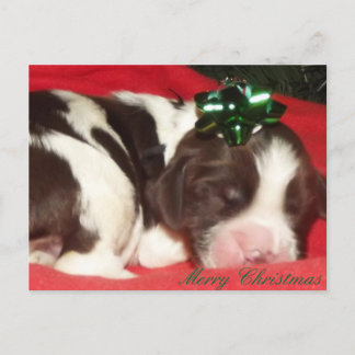 Schlafenenglischer Springerspaniel-Weihnachtswelpe Feiertagspostkarte