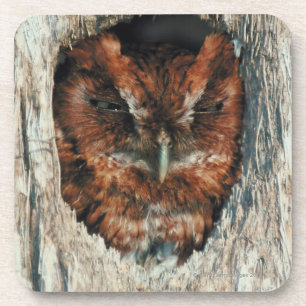 Schlafeneule in einem Baum Getränkeuntersetzer