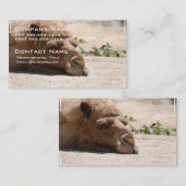 Schlafenkamel Visitenkarte (Vorne/Hinten)