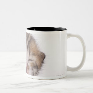Schlafenkätzchen, Nahaufnahme des Kopfes Zweifarbige Tasse