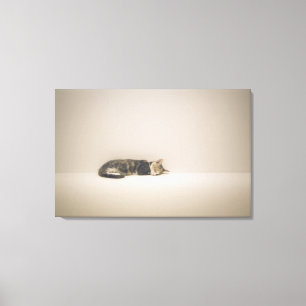 Schlafenkatze Leinwanddruck