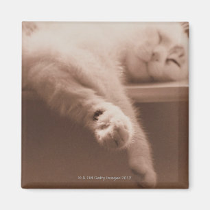 Schlafenkatze Magnet