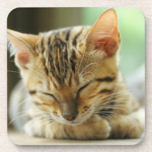 Schlafenkleine Baby-Miezekatze Getränkeuntersetzer