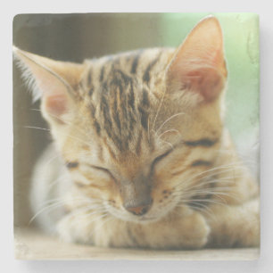 Schlafenkleine Baby-Miezekatze Steinuntersetzer