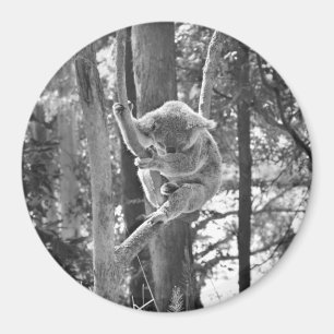 Schlafenkoala-Bär ~ Magnet