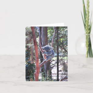 Schlafenkoala-Bär ~ Notecard Karte