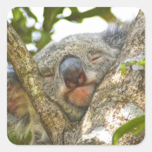 Schlafenkoala-Bärn-Aufkleber Quadratischer Aufkleber