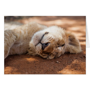 Schlafenlöwe CUB Getty Bild- 