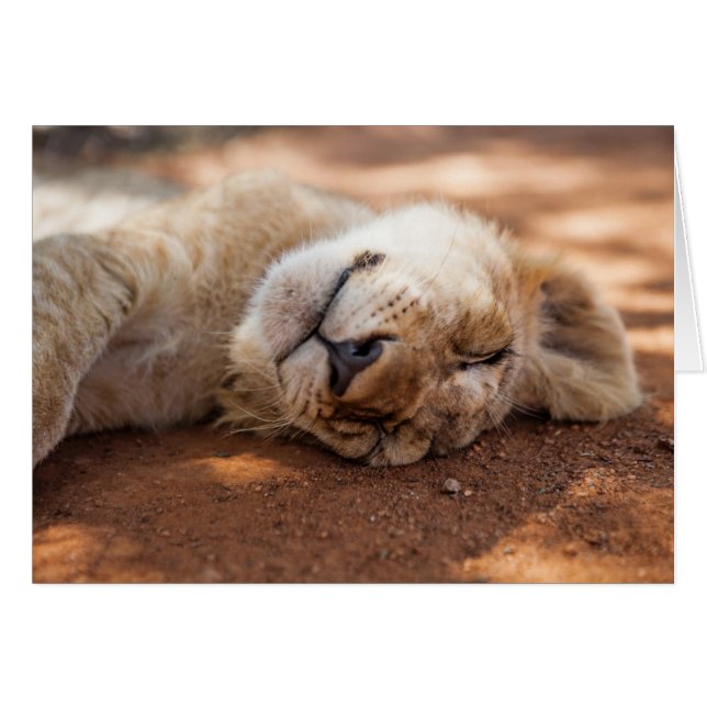 Schlafenlöwe CUB Getty Bild-| (Vorderseite (Horizontal))