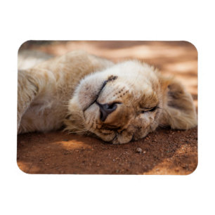 Schlafenlöwe CUB Getty Bild-  Magnet