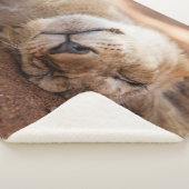 Schlafenlöwe CUB Getty Bild-| Sherpadecke (3/4)