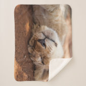 Schlafenlöwe CUB Getty Bild-| Sherpadecke (Vorderseite)