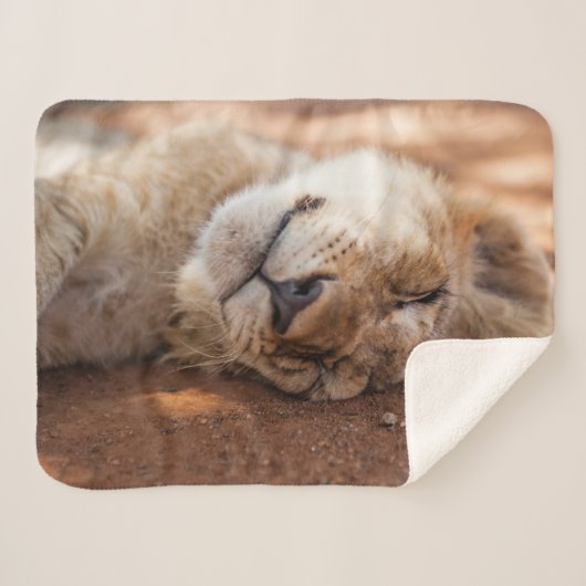 Schlafenlöwe CUB Getty Bild-| Sherpadecke (Vorderseite (Horizontal))