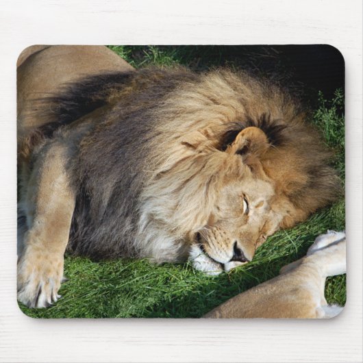 Schlafenlöwe Mousepad (Vorne)