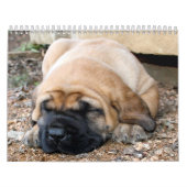 Schlafenmastiff-Kalender Kalender (Titelbild)