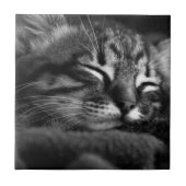 SchlafenMiezekatze Fliese (Vorderseite)