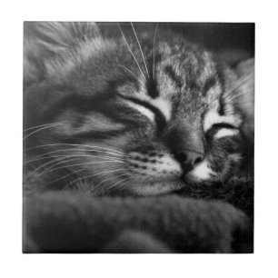 SchlafenMiezekatze Fliese