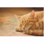 Schlafenorange Tabby-Katze Freistehende Fotoskulptur<br><div class="desc">Nahaufnahmephotographie einer friedlich schlafen orange Tabbykatze auf einer warmen Wolldecke</div>