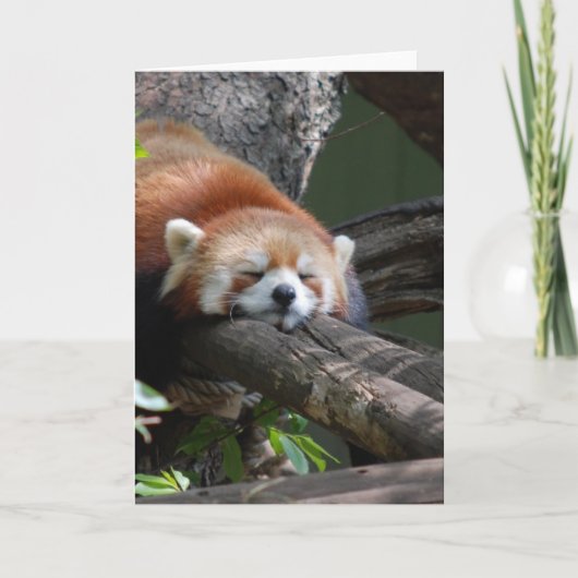 Schlafenpanda-Bärn-Gruß-Karte Karte (Vorderseite)