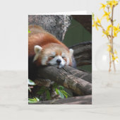 Schlafenpanda-Bärn-Gruß-Karte Karte (Gelbe Blume)