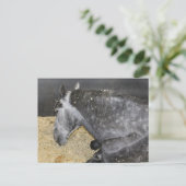 Schläfenpferd auf Messe Postkarte (Stehend Vorderseite)