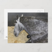 Schläfenpferd auf Messe Postkarte (Vorne/Hinten)