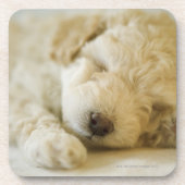 Schlafenpudelwelpe 2 getränkeuntersetzer (Vorderseite)