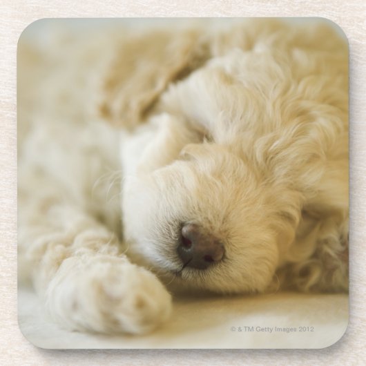 Schlafenpudelwelpe 2 getränkeuntersetzer (Vorderseite)