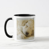 Schlafenpudelwelpe 2 tasse (Links)