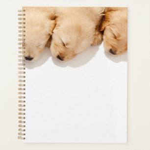 Schläfenreihe Goldene Retriever Welpen Planer