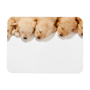Schläfenreihe Goldene Welpen Magnet