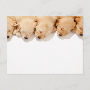 Schläfenreihe Goldene Welpen Postkarte