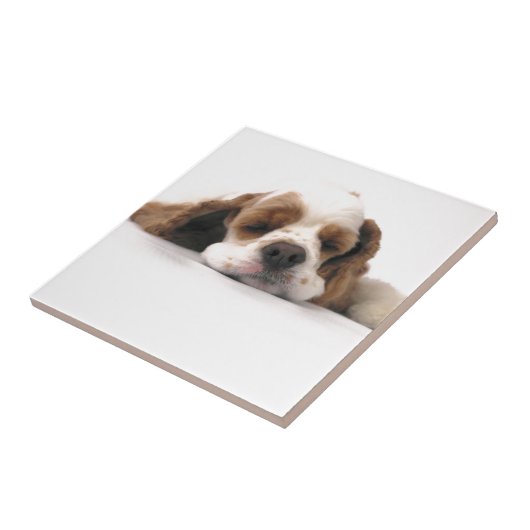 Schlafenrotes/weißes Cocker spaniel Fliese (Seite)