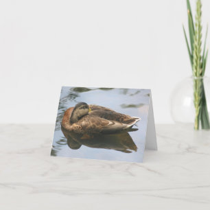 Schlafente Naturfotografie Notiz Karte