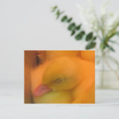 Schlafente Postkarte (Stehend Vorderseite)