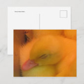 Schlafente Postkarte (Vorne/Hinten)