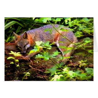 SCHLAFFOX AUF EINEM BAUM