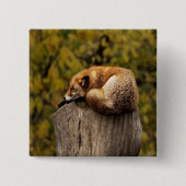 Schlaffuchs-Foto Button (Vorderseite)