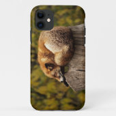Schlaffuchs-Foto Case-Mate iPhone Hülle (Rückseite)