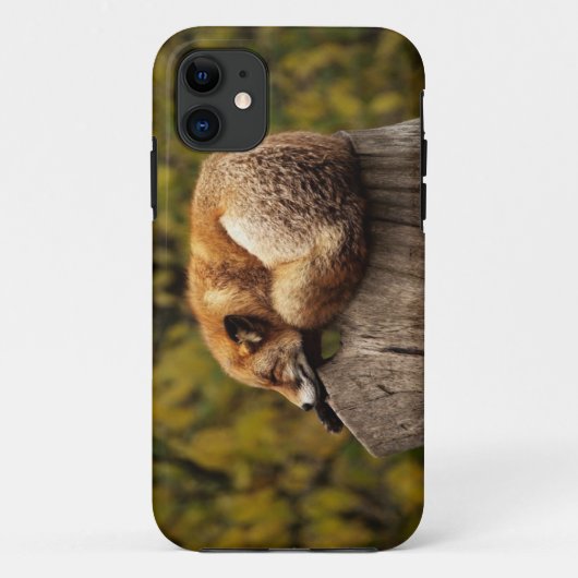 Schlaffuchs-Foto Case-Mate iPhone Hülle (Rückseite)