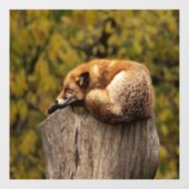 Schlaffuchs-Foto Fensteraufkleber (Blatt)