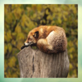 Schlaffuchs-Foto Fensteraufkleber (Blatt 3)