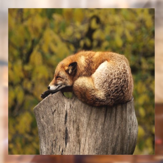 Schlaffuchs-Foto Fensteraufkleber (Blatt 2)