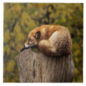 Schlaffuchs-Foto Fliese (Vorderseite)