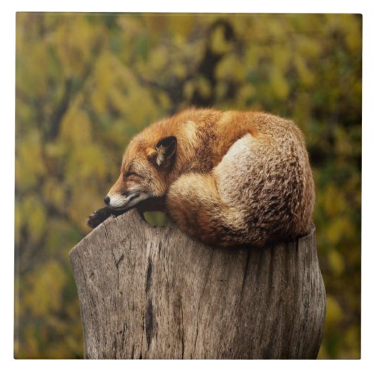 Schlaffuchs-Foto Fliese (Vorderseite)