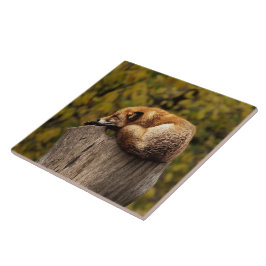 Schlaffuchs-Foto Fliese