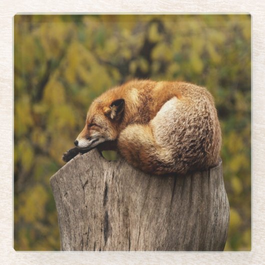 Schlaffuchs-Foto Glasuntersetzer (Vorderseite)